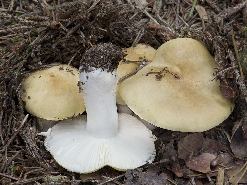 Russula ochroleuca